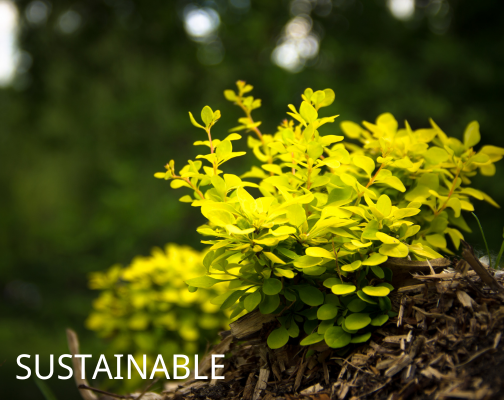 sustainable 